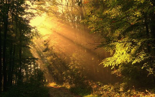 Обои на рабочий стол Лучи солнца пробиваются сквозь листву деревьев