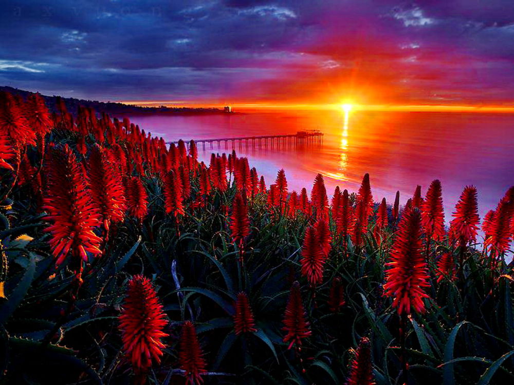 Обои для рабочего стола Цветочное поле на морском побережье на фоне заката солнца в пасмурном небе