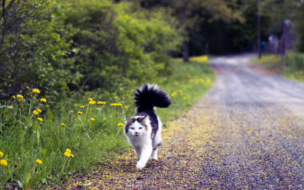 Обои для рабочего стола Черно-белая кошка с пушистым хвостом, идущая по обочине грунтовой дороги с растущими на обочине желтыми одуванчиками, зелеными кустами и деревьями