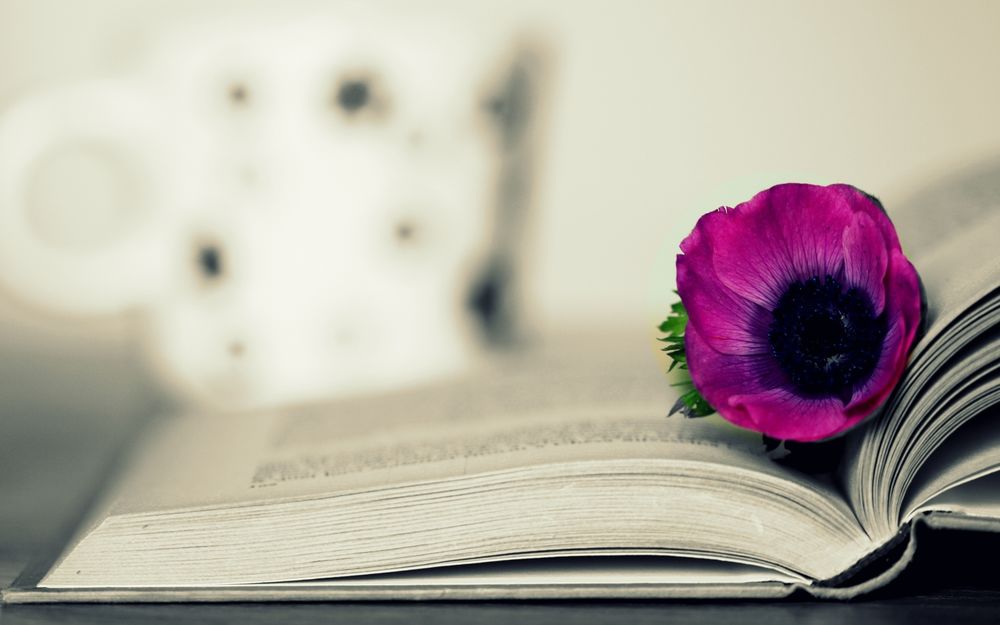 Обои для рабочего стола Цветок лежит на страницах открытой книги