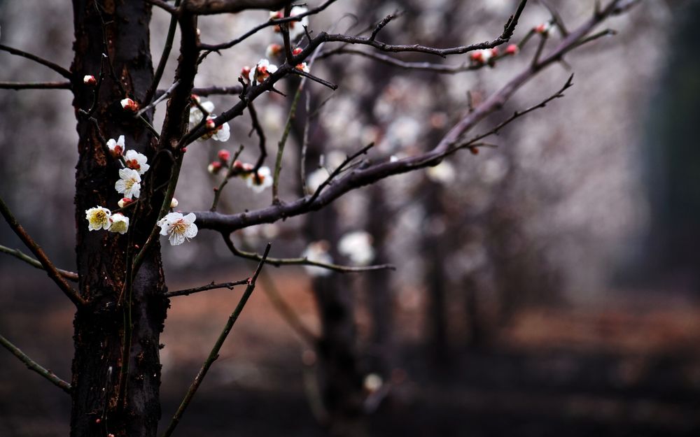 Обои для рабочего стола Мокрая после дождя цветущая вишня