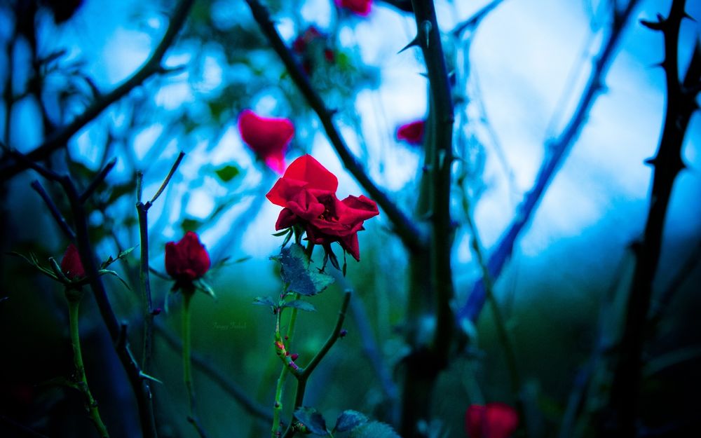 Обои для рабочего стола Куст с нераспустившимися красными розами, фотограф Twiggy Teeluck