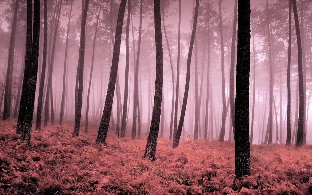 Обои для рабочего стола Осенний лес в легком тумане