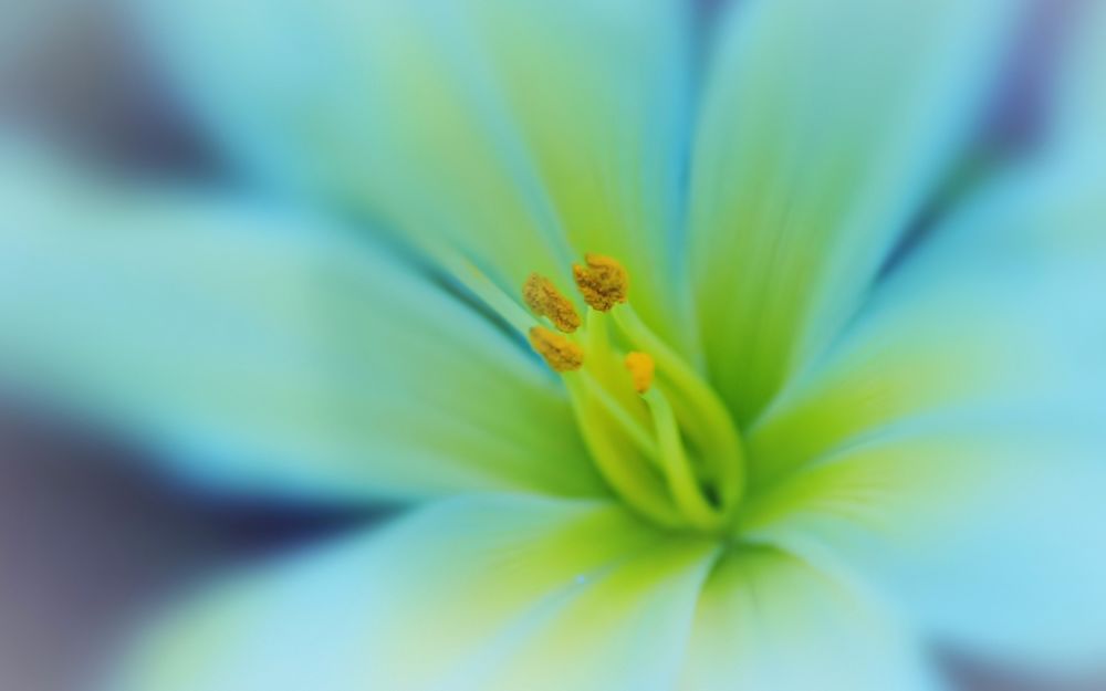 Обои для рабочего стола Нежно-голубой цветок в макросьемке