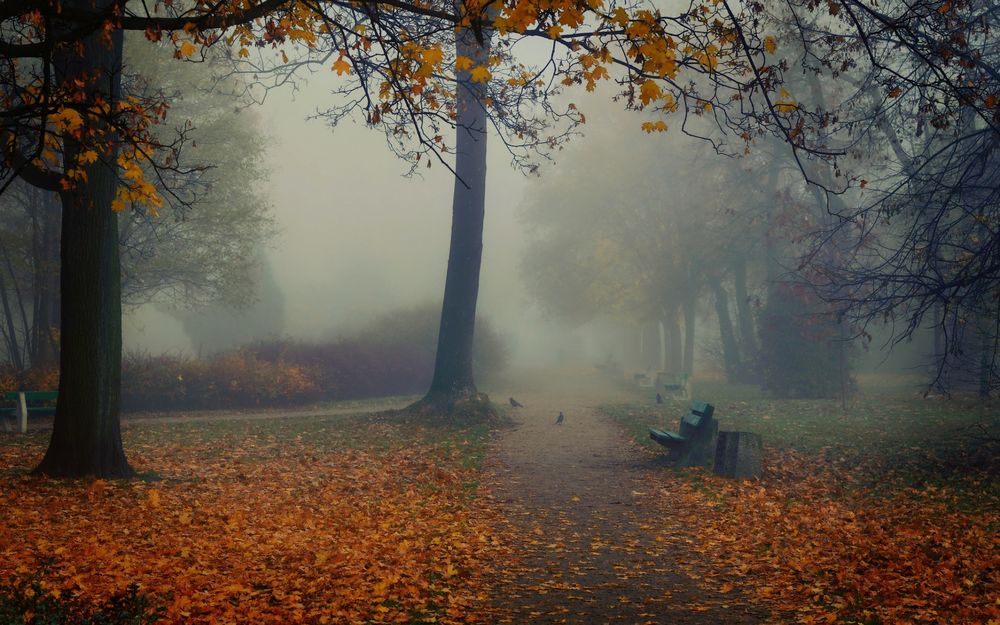 Обои для рабочего стола Осенний пустой парк в густом тумане