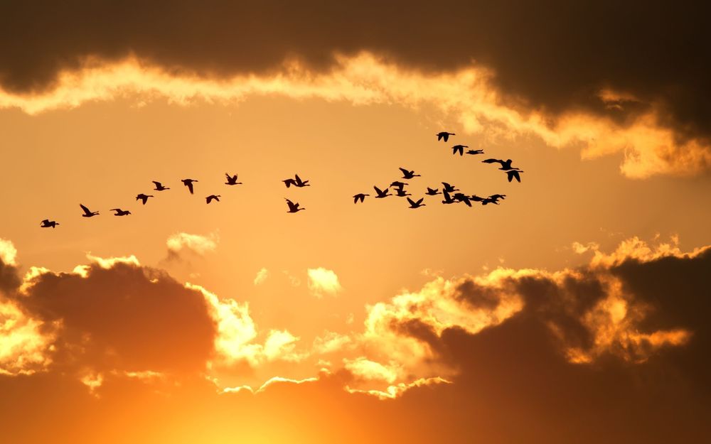 Полет птиц косяком (45 фото)