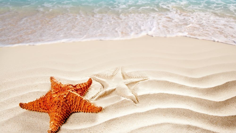 Обои для рабочего стола Морская звезда на песке рядом с водой