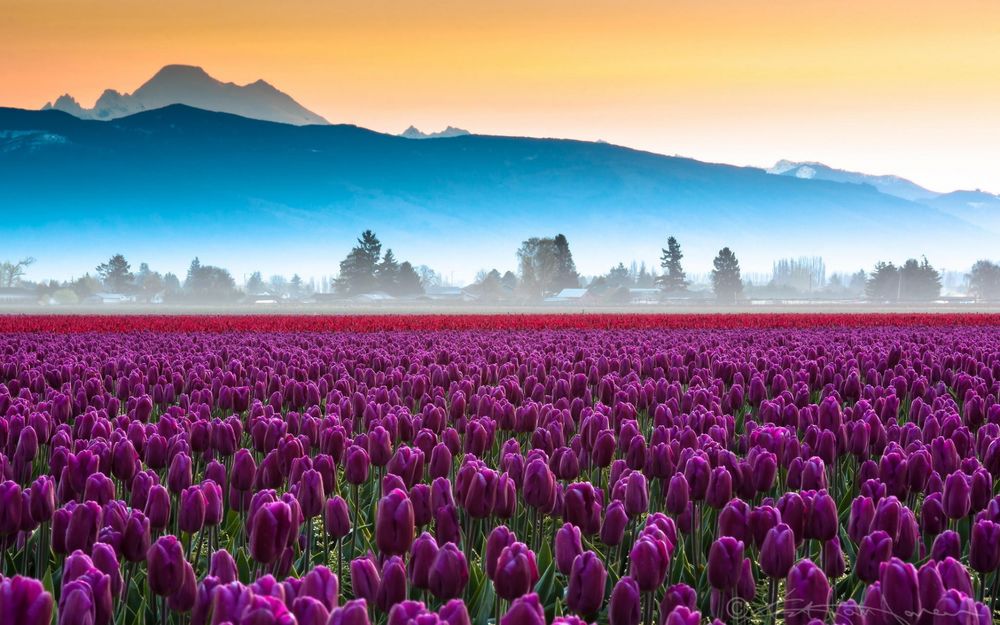 Обои для рабочего стола Поле фиолетовых тюльпанов на фоне гор в дымке тумана