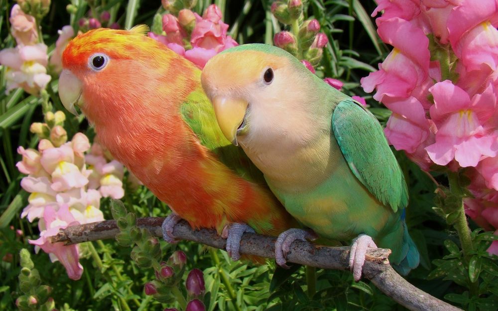 Обои для рабочего стола Два попугая неразлучника сидят на ветке среди цветов