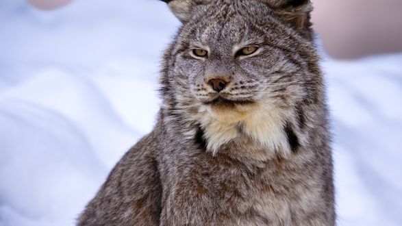 Обои на рабочий стол Канадская рысь / Lynx canadensis