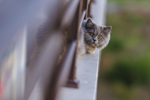 Обои на рабочий стол Кошка породы британская длинношерстная с удивленным взглядом, выглядывает из окна