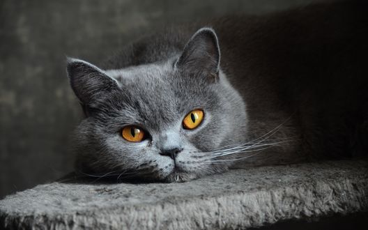 Обои на рабочий стол Британская кошка лежит на серой плоскости