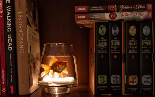 Обои на рабочий стол На полке среди книг стоит стакан с золотой рыбкой