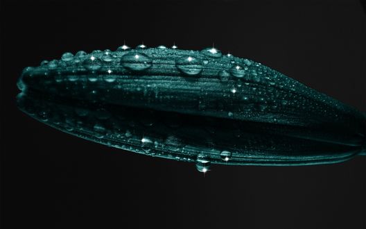 Обои на рабочий стол Темно-зеленый лист с каплями воды на черном фоне