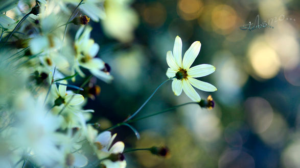 Обои на рабочий стол Белые цветы (Лето)