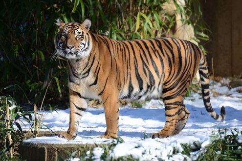 Обои на рабочий стол Тигр, идущий по заснеженной дороге вдоль забора и растущих кустов