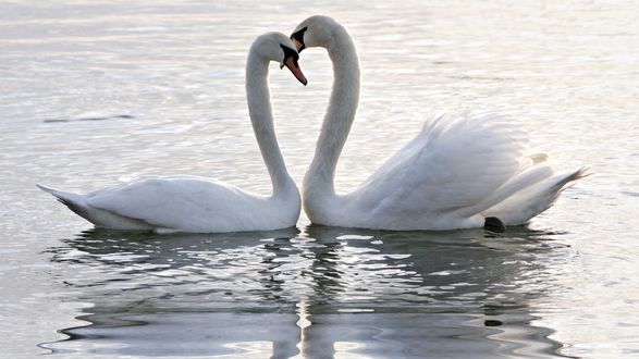 Обои на рабочий стол Два лебедя прижались друг к дуру в воде