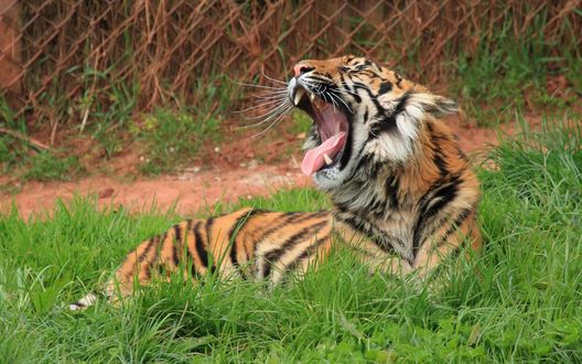 Зевающий тигр фото