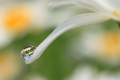 Обои на рабочий стол Капелька воды на белом лепестке цветка в которой отражаются ромашки, автор Sokolova Tatiana