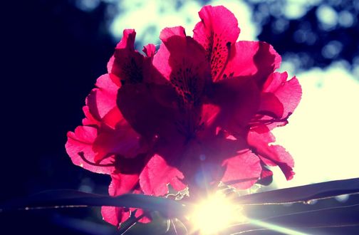 Роза на фоне солнца фото