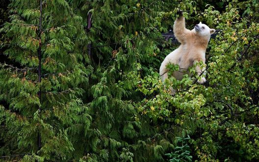 Обои на рабочий стол Медведь альбинос залез на дерево