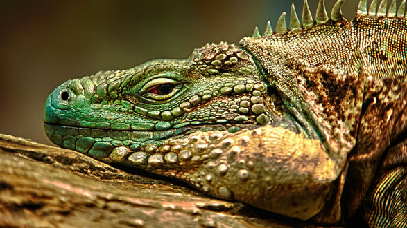 Обои на рабочий стол Зеленая игуана / Iguana отдыхает на стволе дерева