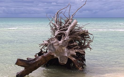 Обои на рабочий стол Сухая коряка лежит в воде, на берегу голубого моря