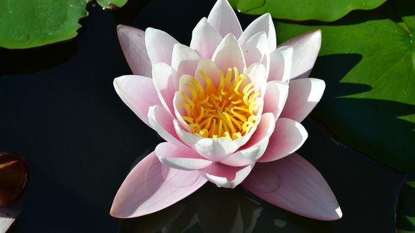 Обои на рабочий стол Красивый цветок лотоса / Nelumbo
