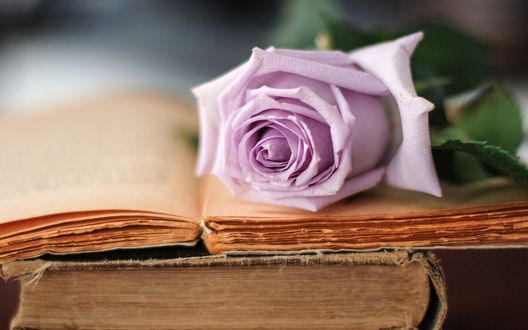 Обои на рабочий стол Нежно - фиолетовая роза лежит на открытой книге