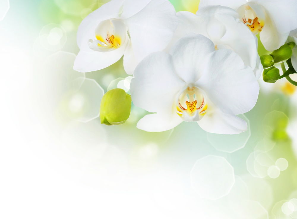 Орхидеи- обои и картинки на рабочий стол