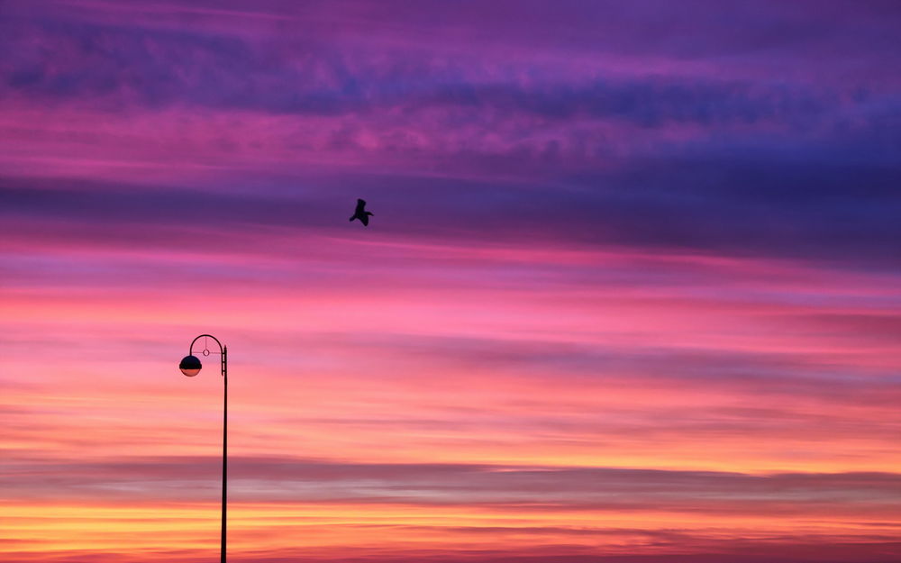 Обои для рабочего стола Фонарь на фоне розового неба на закате и пролетающей мимо чайки