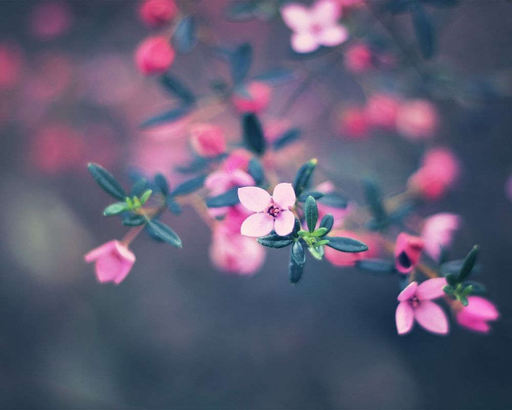 Фото Небольшие Цветы