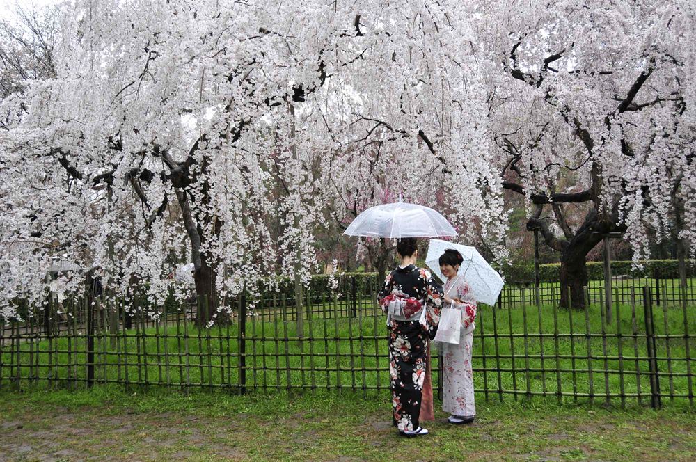 Обои для рабочего стола Две японки в кимоно стоят под белыми зонтами рядом с белоснежной цветущей сакурой