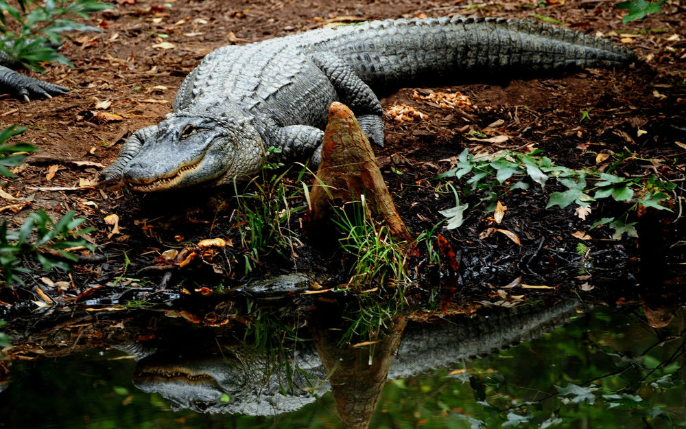 Обои для рабочего стола Крокодил, ползущий к водоему среди осенних листьев