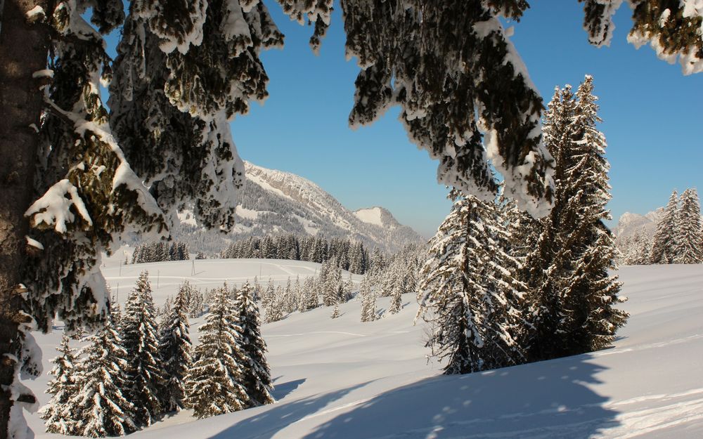 Обои для рабочего стола Ели в снегу на фоне неба, Швейцария / Switzerland