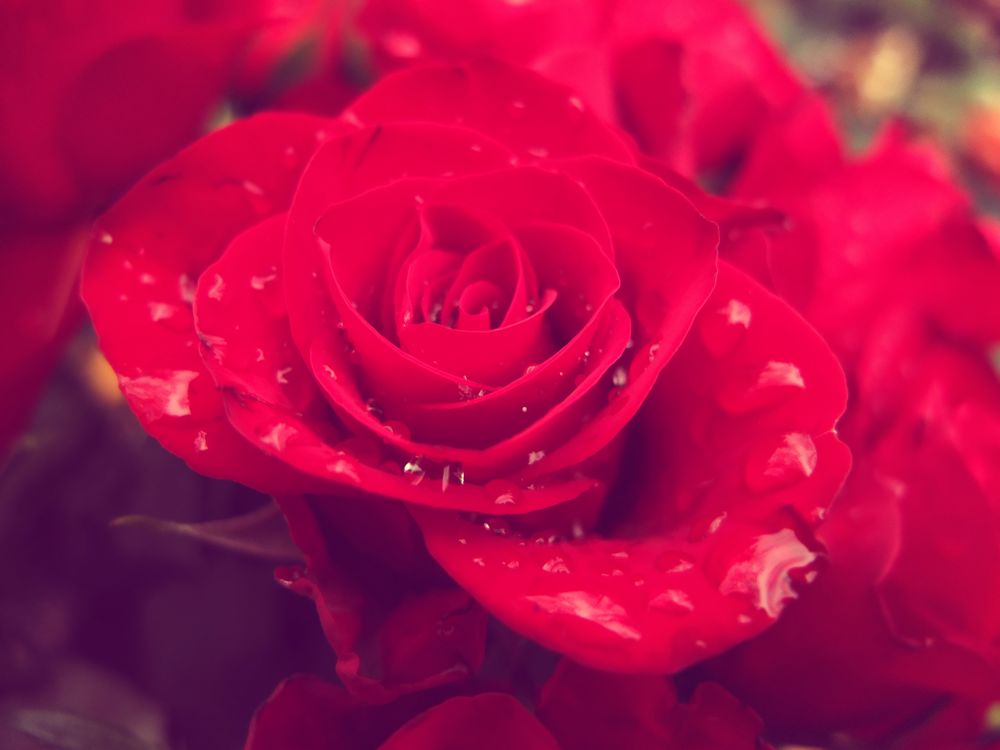 Обои для рабочего стола Розовые розы с каплями воды, фотограф Psychepics