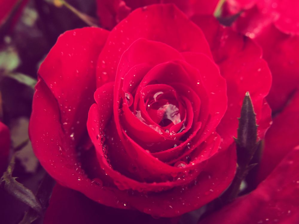 Обои для рабочего стола Розовые розы с каплями воды, фотограф Psychepics