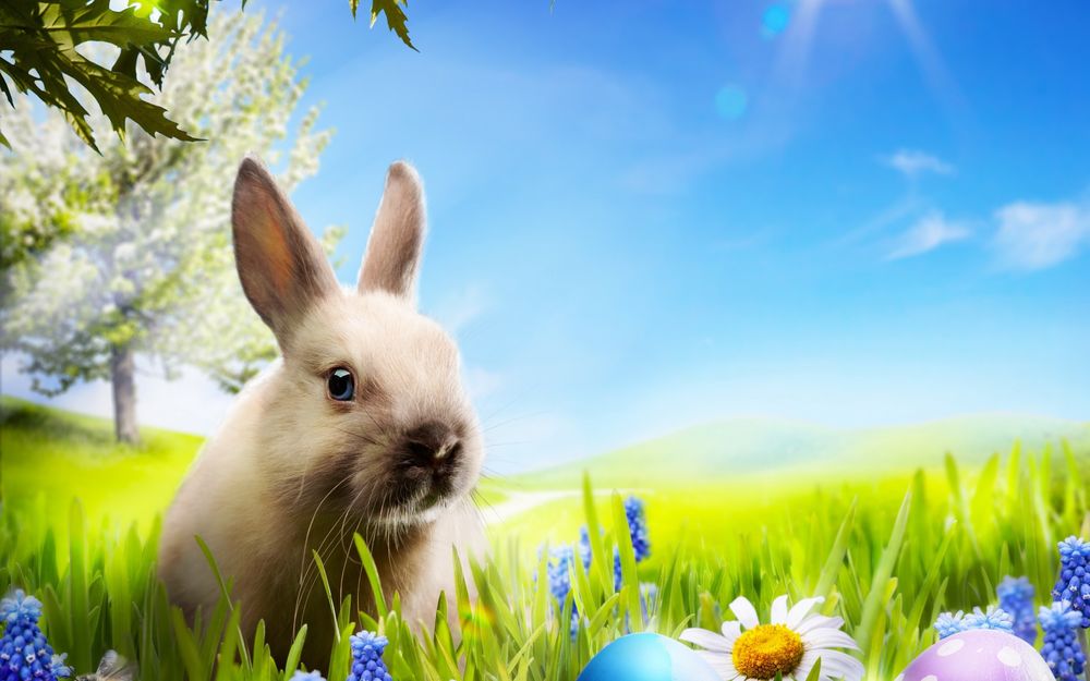 Обои для рабочего стола Кролик сидит в траве среди ромашек и пасхальных яиц
