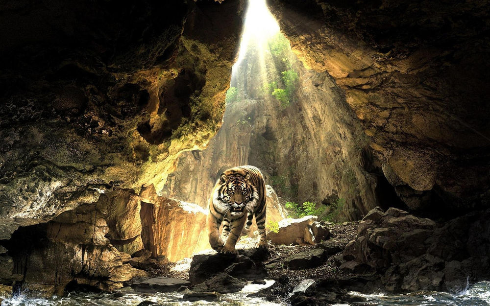 Обои для рабочего стола Тигр в пещере под лучами солнца
