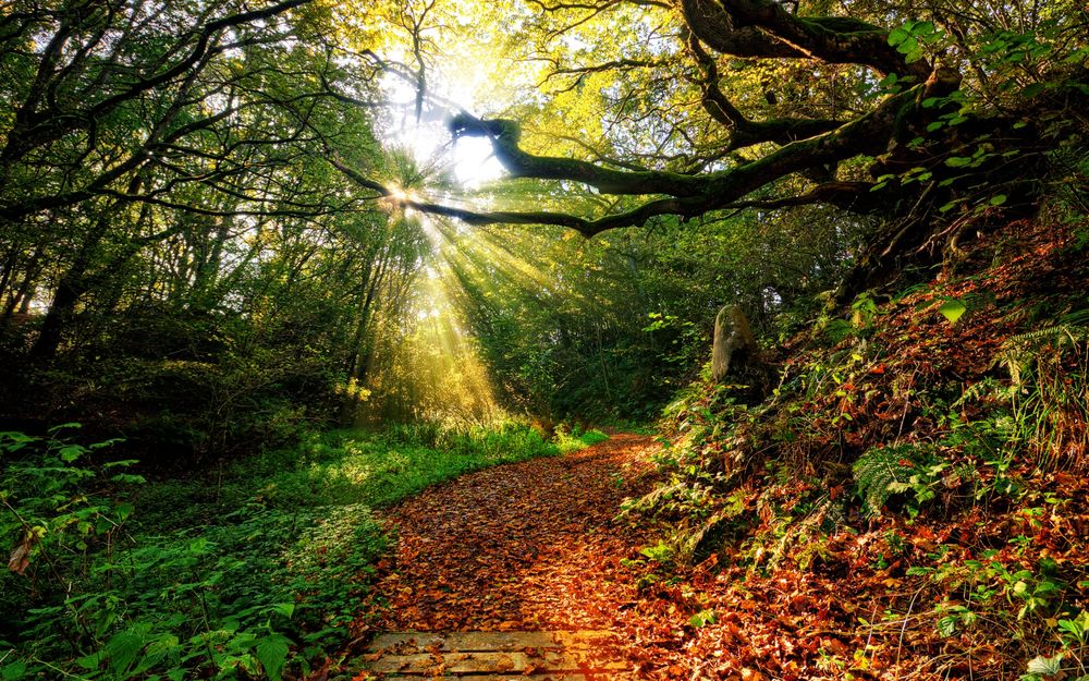 Обои для рабочего стола Дорога, усыпанная осенними листьями на фоне деревьев, через листву пробиваются лучи солнца