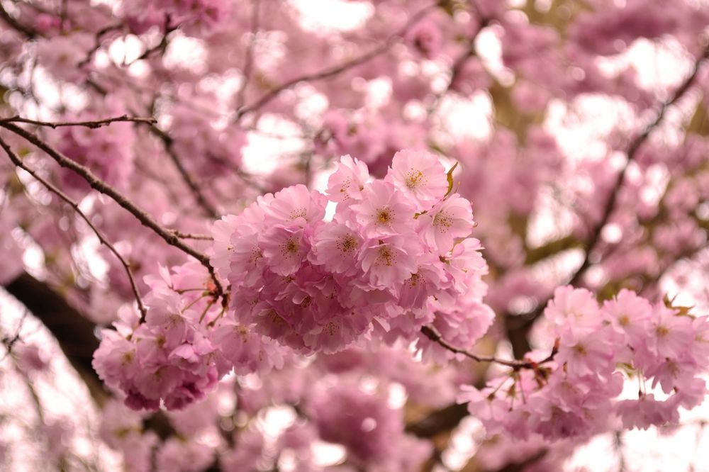 Обои для рабочего стола Весеннее цветение вишни, by GlaedrTheDragon