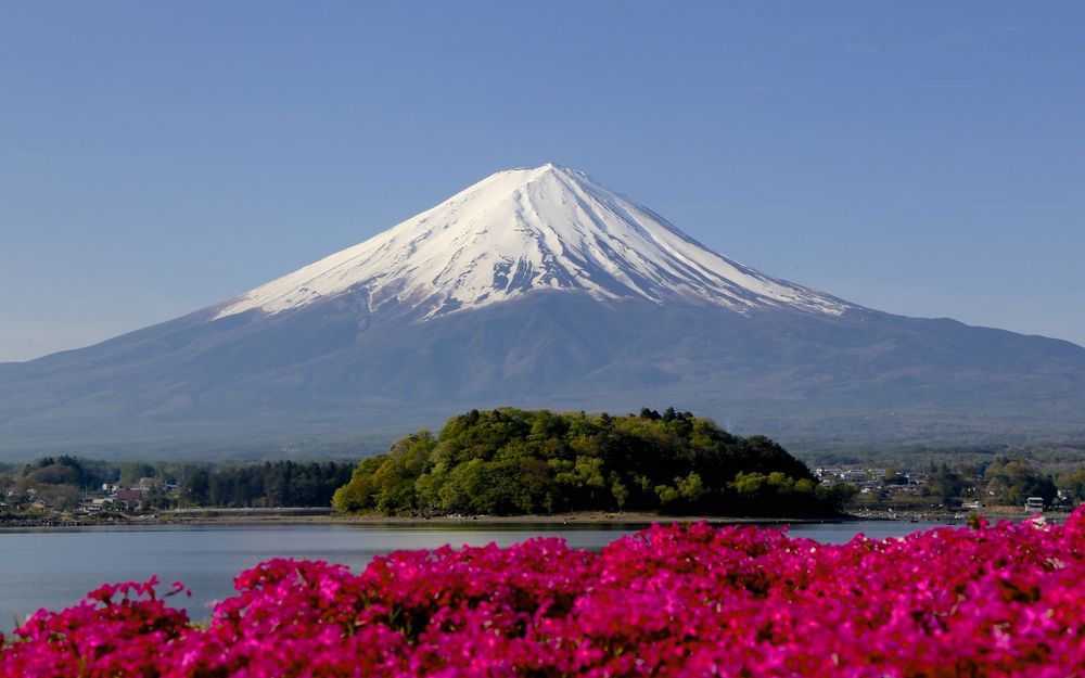 Обои для рабочего стола Розовые цветы на фоне действующего стратовулкана Фудзияма, Япония / Fuji, Japan