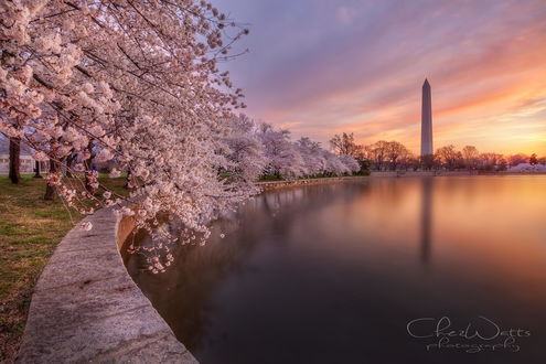 Обои на рабочий стол Весенние деревья вдоль водоема, фотограф Chez Watts