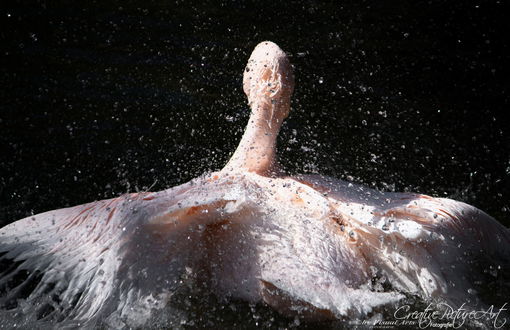 Обои на рабочий стол Лебедь в брызгах воды, ву VisualArts