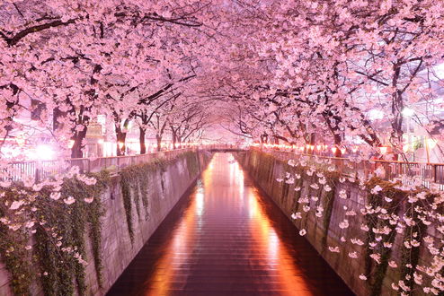 Обои на рабочий стол Цветущая сакура вдоль канала, фотограф okera japan