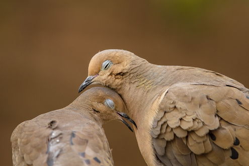 Обои на рабочий стол Два голубя, прикасающиеся друг к другу головами