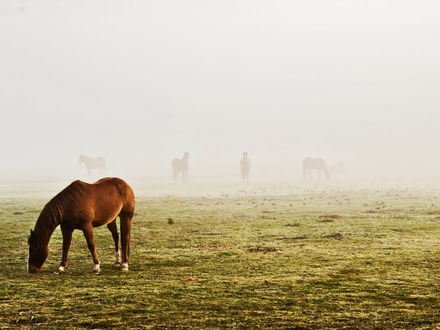 Обои на рабочий стол Лошади пасутся на лугу в тумане