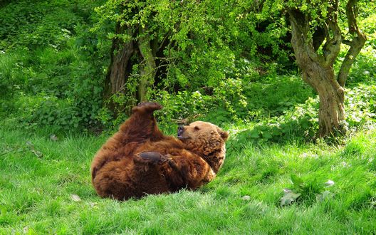 Обои на рабочий стол Бурый медведь лежит на траве и играется