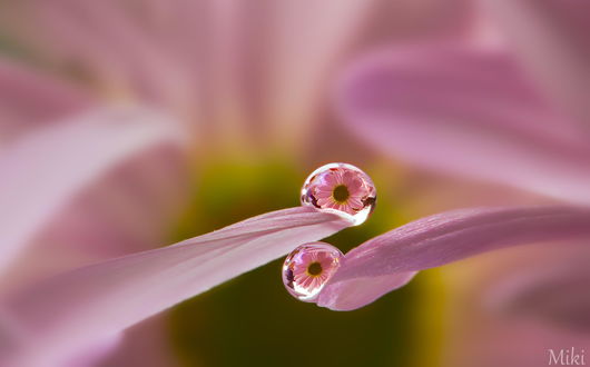 Обои на рабочий стол В каплях росы отражаются цветы, ву Miki Asai