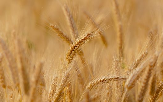 Обои на рабочий стол Поле желтых колосков